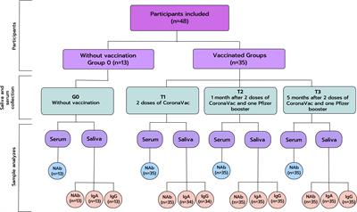 Detection of anti-SARS-CoV-2 salivary antibodies in vaccinated adults